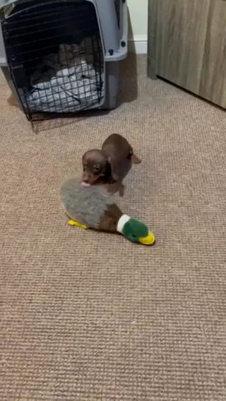 GORGEOUS MINI KC REG DACHSHUNDS