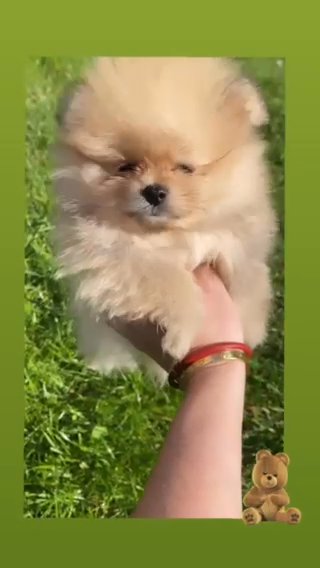 Tiny TeddyBear KC Pomeranian Girl