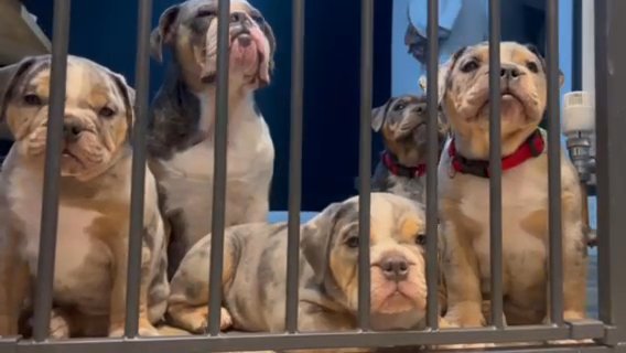 Olde English Bulldog Puppies, 9 Week