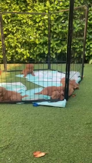 Cockapoo Pups