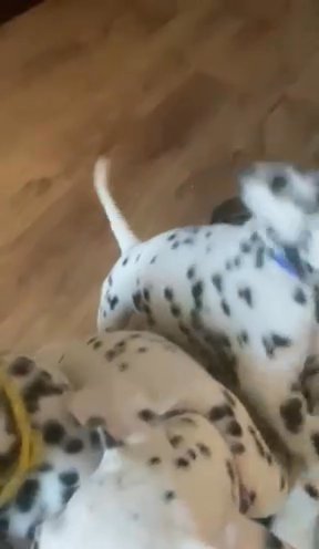 Last Female Dalmatian Puppy