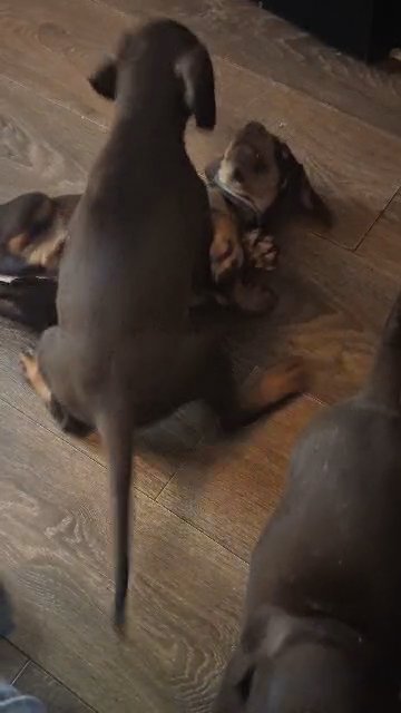 Doberman puppies