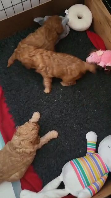 F1B Extensively Health Tested Red Cavapoo