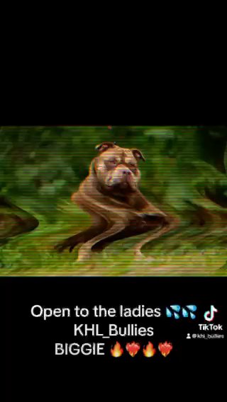 American Bullie Stud