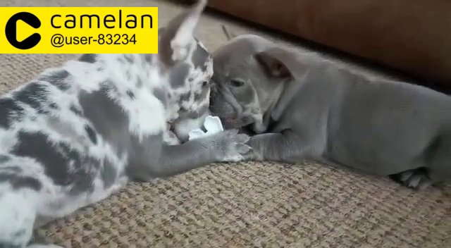 French Bulldog Puppies For Sale