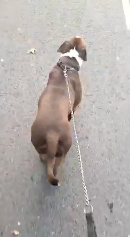 American Bully