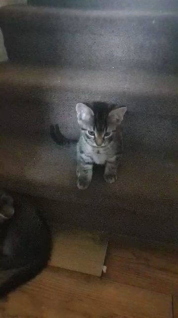 BritishShorthair &Tabby mixed Kittens