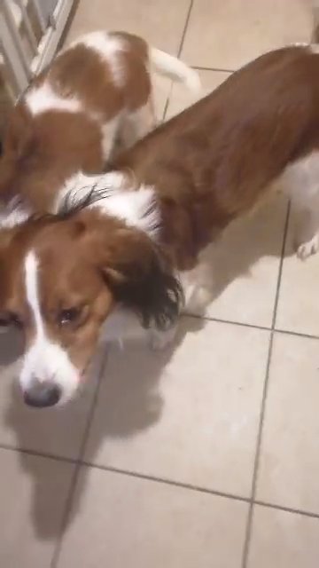 Kooikerhondje puppies