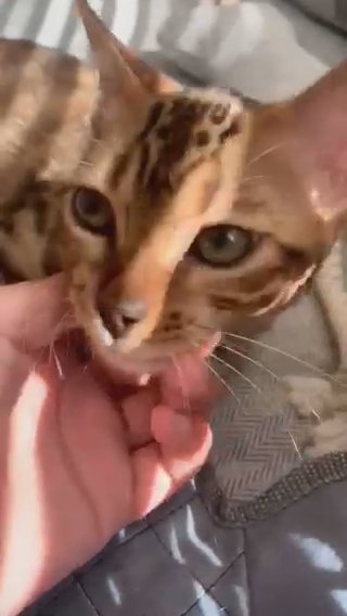 ?Come Down & Meet Our Pedigree Bengals?