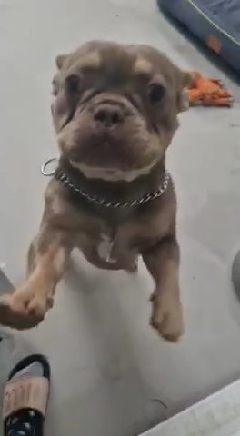 Stud Dog Available