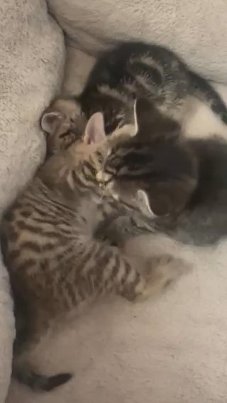 Tabby Kittens