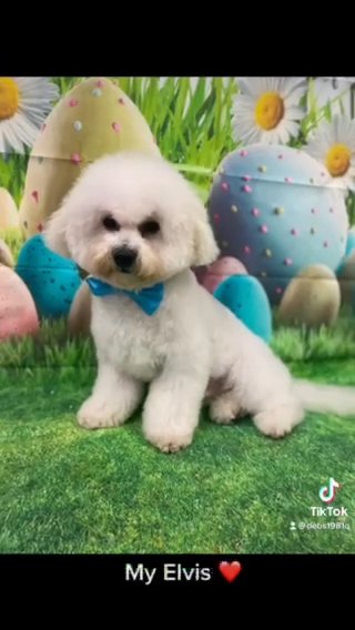 For Stud Only KC Registered Bichon Frise