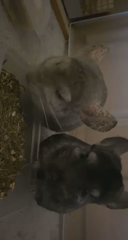 Pair of chinchillas