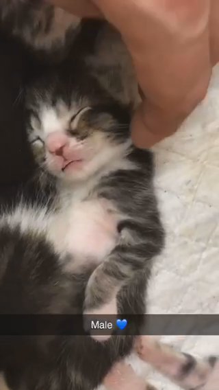 male kitten