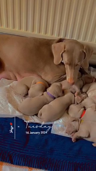 Weirmaraner Puppies (SOLD)