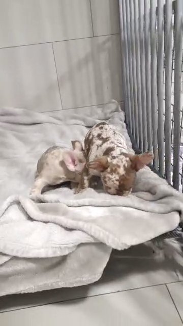 stunning french bulldog puppies, Rojo, Isabella, lilac