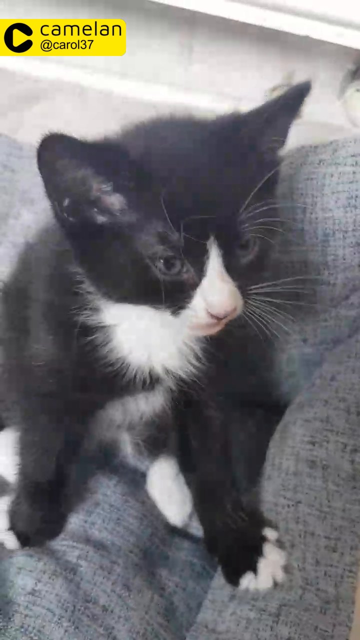 2 kittens very cute