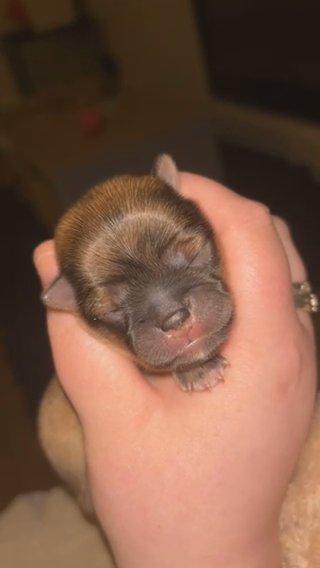 Pomchi puppies