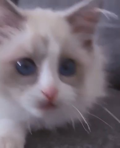 Female Ragdoll Available