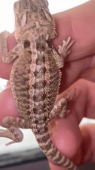 Genetic Stripe-het Zero-translucent-het Zero-normal Het Zero Dragons