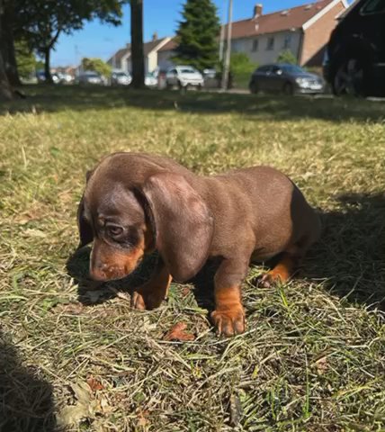 Dachshund Puppies READY TO LEAVE