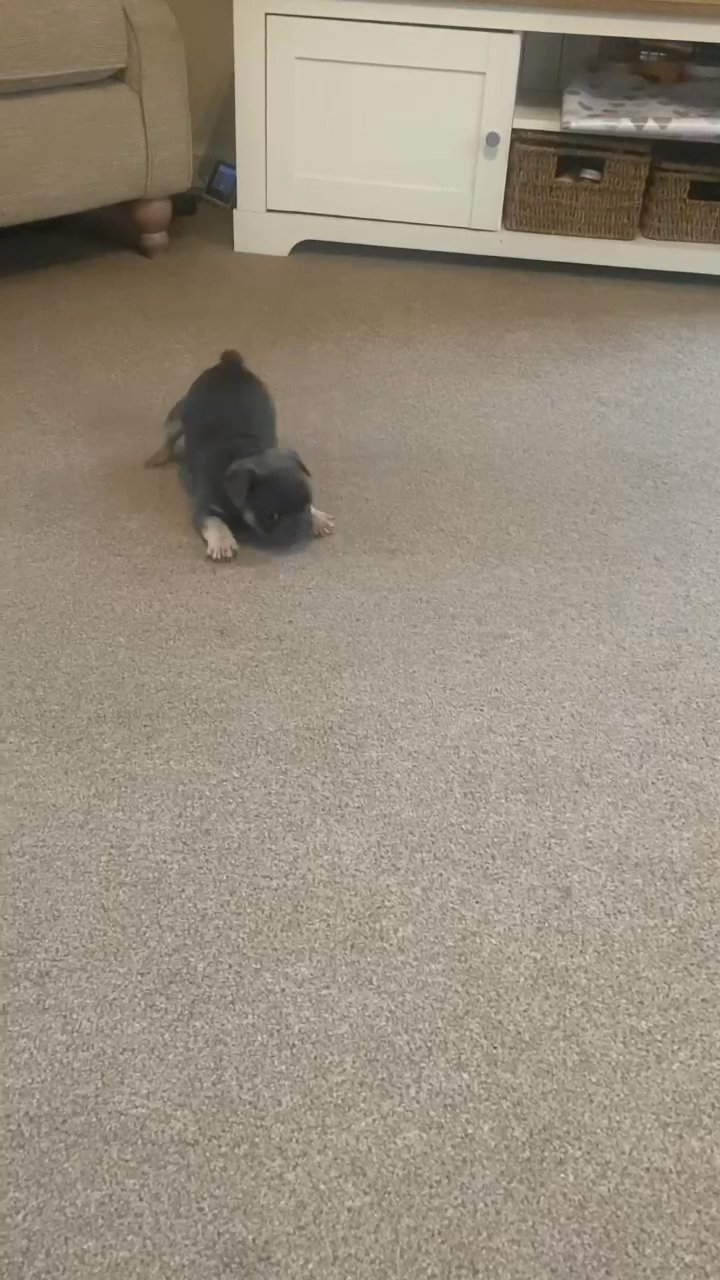 4 French Bulldogs !!!!