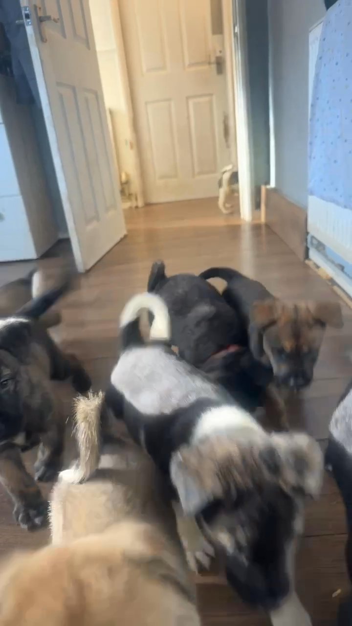 American akita x rottweiler