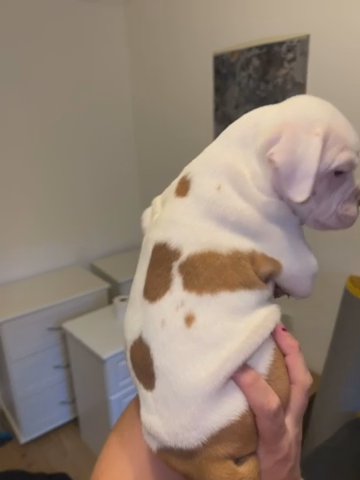 Old English Bulldog