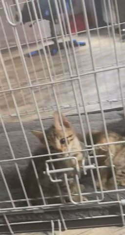 Savannah f5 kittens