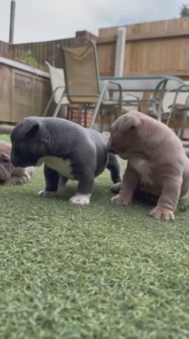 6 Outstanding Micro Bully’s