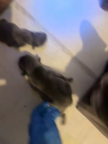 French Bulldog Kc Registered