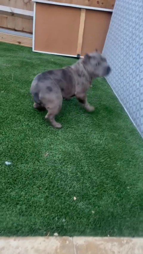 mirco bully boy