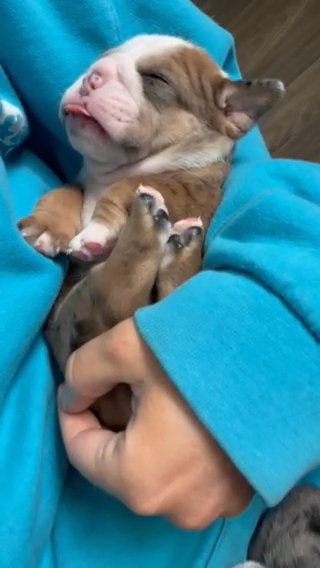Offers Welcome  Old English Bulldog Pups World Famous Lines