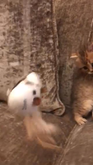 Pure bread Scottish Kittens