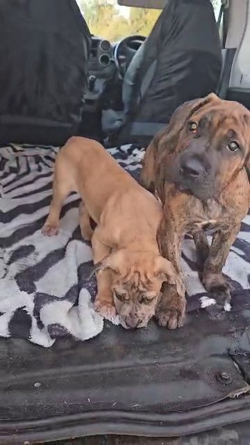 Cane Corso/Boerboel/Molosser dogs