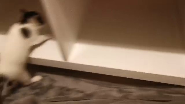 Kittens