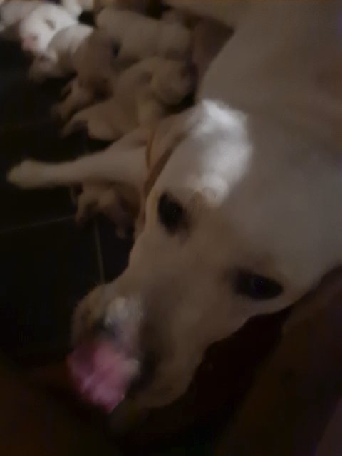 Polar bear white.  1 girl Show ring labrador 1girl and 1 boy left