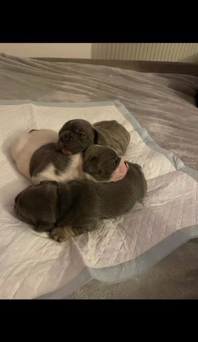 French Bulldog Long Tale Puppies For Sale £950
