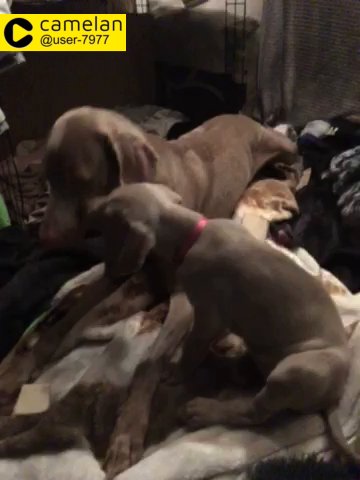 Weimaraner puppy’s for sale boys and girls available