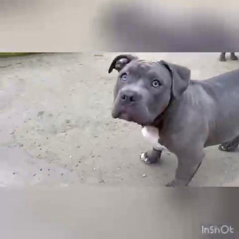 American Pocket Bully