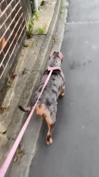 Female Pocket Bully
