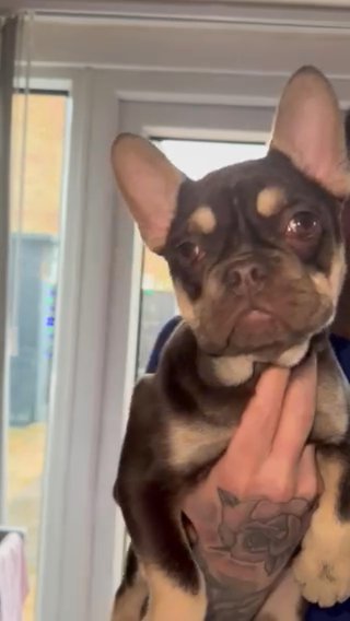 French Bulldog Female