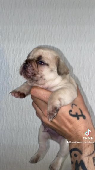 Big Rope French Bulldogs