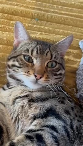 Bengal