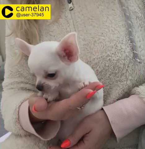 Quality Pure white chihuahua boy