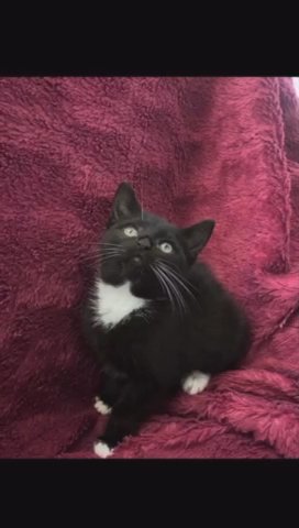 3 Kittens