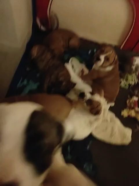 BULLDOG CROSS STAFFIE PUPPIES