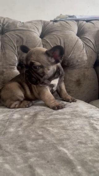 FrenchBull Dogs