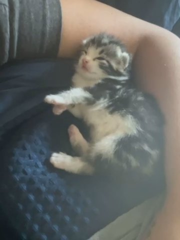 Persian tabby cross kittens 9 weeks old
