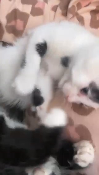 2 Female Kittens